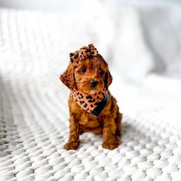 Porsche - Red  female Goldendoodle puppy in Springville, Utah from Happy Doodle