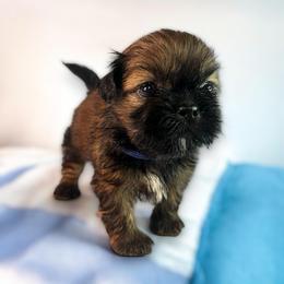 AKC-Teddy - Chocolate and tan male Shih Tzu puppy in Mooresville, North Carolina from Juji Shih Tzu