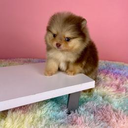 Baba - Chocolate merle male Pomeranian puppy in Antioch, California from Ray of Poms