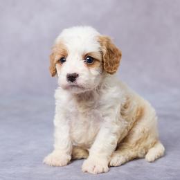 Sal - Blenheim male Cavapoo puppy in Apple Creek, Ohio from Grandeur Valley Puppies