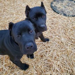 Cane Corso Puppies from True Love Cane Corso