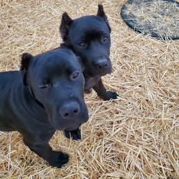 Cane Corso Puppies from True Love Cane Corso