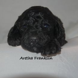 Poodle Puppies from Poodle Majesty