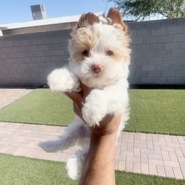 Porky Pig - Parti male Yorkshire Terrier puppy in Las Vegas, Nevada from Yorkiepupsntcups