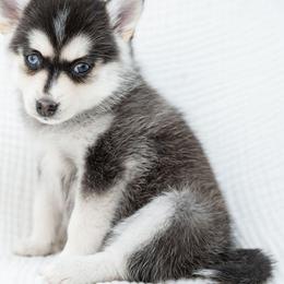 Purple - Black and white female Pomsky puppy in Spring City, Pennsylvania from Pomsky Power Puppies
