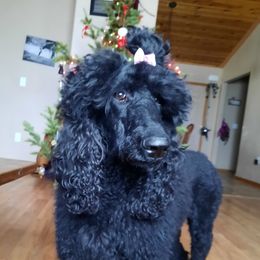 Stella - Poodle