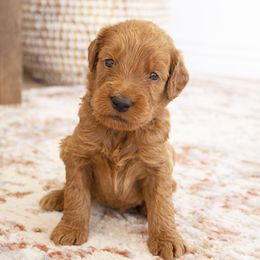 Goldendoodle, Irish Doodle, Labradoodle, and Poodle Puppies from Desert Doodles