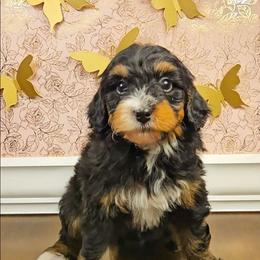 Oaken - Red male Bernedoodle puppy in Russell Springs, Kentucky from 270 Doodles