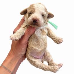 Teal Girl - Cream female Goldendoodle puppy in Hot Springs, Arkansas from Hot Springs Kennels