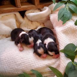 Miniature Australian Shepherd Puppies from Barnyard Mini Aussies