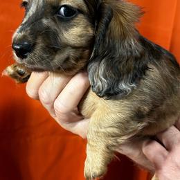 Tilly - Dapple female Dachshund puppy in Callahan, Florida from Faraway Farm Dachshunds