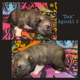 Dak - Agouti and white male Siberian Husky puppy in Charleston, Illinois from Blue Skyes Huskies