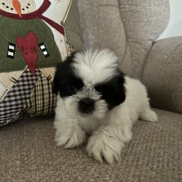 Shih Tzu puppies from Suzie Q Shitzu’s