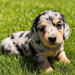 Willow - Dapple female Dachshund puppy in Salem, Oregon from Longdox Mini Dachshunds