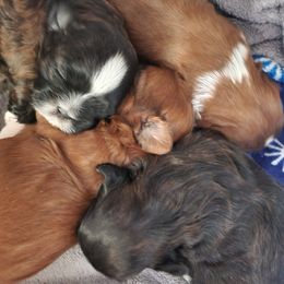 Shihpoos from Simpson Shih Tzus