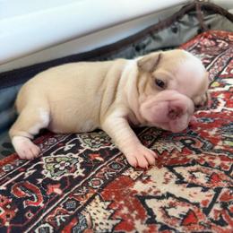 Snowcream - Lilac female Boston Terrier puppy in Richburg, South Carolina from Hidden Valley Bostons