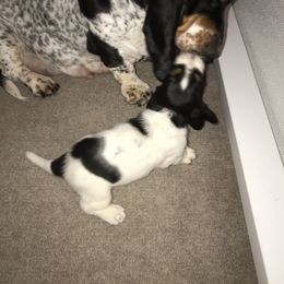 Basset Hound Puppies from Silverado Basset Hounds