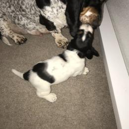 Basset Hound Puppies from Silverado Basset Hounds