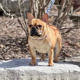 Blush - French Bulldog