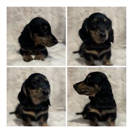 Almond - Brindle male Dachshund puppy in Chehalis, Washington from McJazzin Doxies