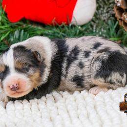Miniature Australian Shepherd puppies from Best Little Aussies