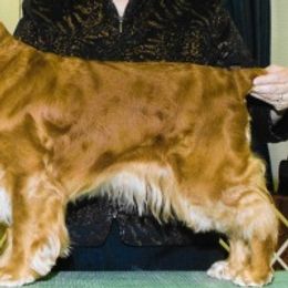 English Cocker Spaniels from Fox River Spaniels