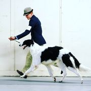 Issachar - Borzoi
