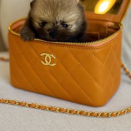 Mango - Cream sable male Pomeranian puppy in Canandaigua, New York from Fingerlakes Pomeranians