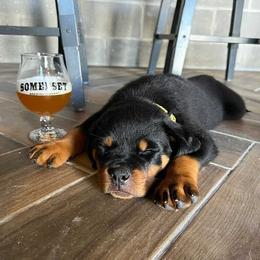 Rottweiler Puppies from Bronx Von Bridges Rottweilers
