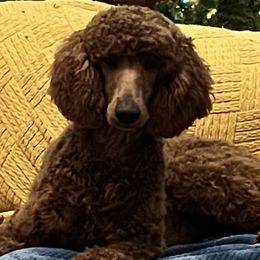 Poodles from Simply Amazing Poodles