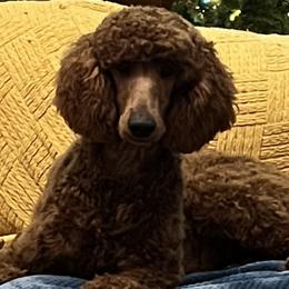 Poodles from Simply Amazing Poodles