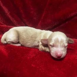 Toby - Cream male Dachshund puppy in Lehigh Acres, Florida from Ruby Rose Dachshund Dynasty