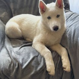 Jesse - Siberian Husky