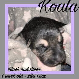 Koala - Black and silver female German Shepherd puppy in Falcon, Missouri from K2D2 Farm