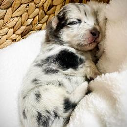 Chex - Merle male Pomsky puppy in Greenville, South Carolina from Thicketty Mountain Pomskies
