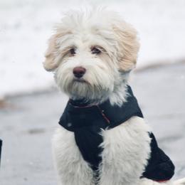 Australian Labradoodle All Grown Up from Bonzer Australian Labradoodles