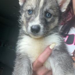 Girl 3 - Agouti and white female Siberian Husky puppy in Jasper, Alabama from Sophia's Siberian Huskies