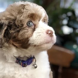 Aussiedoodle Puppies from Ohana Companions