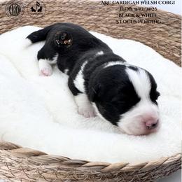 Daphne - Black and white female Cardigan Welsh Corgi puppy in Casper, Wyoming from Flying Note Shorties