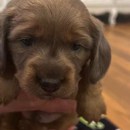 Dachshunds from Chrissys