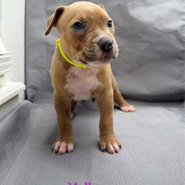 Yellow Collar Female - Blue fawn female American Pit Bull Terrier puppy in Pensacola, Florida from Alpha Alliance Kennels