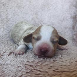 Junebug - Piebald male Dachshund puppy in Highland, California from BAES Teufelshunde