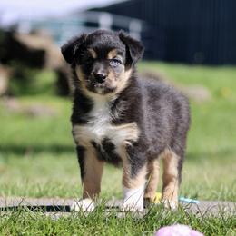 GIRL D - Black tri-color female Australian Shepherd puppy in Bend, Oregon from High Desert Aussies