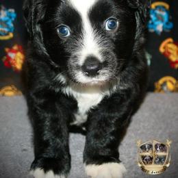Rigatoni - Black & white male Australian Shepherd puppy in El Dorado Springs, Missouri from HP Aussie Kennels