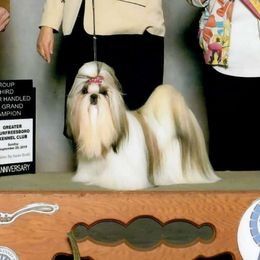 Peggy Sue - Shih Tzu