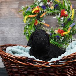Hermes - Black Goldendoodle puppy in Provo, Utah from Mendenhall Goldendoodles