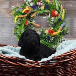 Hermes - Black Goldendoodle puppy in Provo, Utah from Mendenhall Goldendoodles
