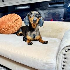 Kruz - Dachshund