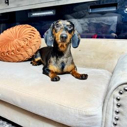 Kruz - Dachshund