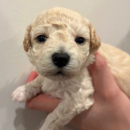 Schnapps - Cream female Companion Cross puppy in Albany, New York from CocoPuff Breeders